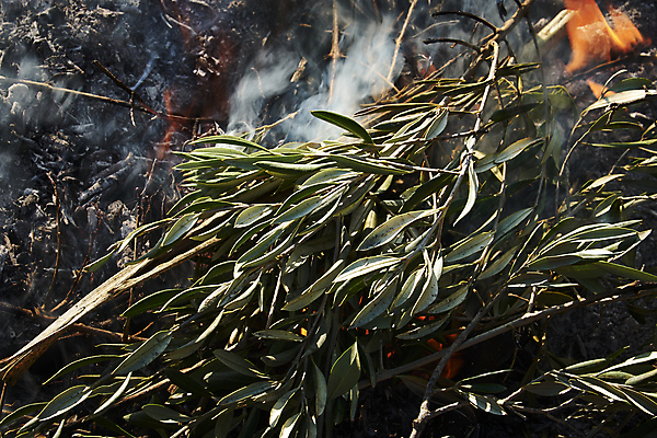 포토 JPG 해외이미지 디자인 음식 벽 백그라운드 겨울 오렌지 건축양식 자연 불 추상 벽돌 주택 프레임 실내 육류 미술 사람없음 목재 장식 빛 농가 검은색 어둠 재활용 방 낭만 시골 뜨거움 저녁 위험 장작 자르기 묘사 화재 재 화상 해외포토 자연요소 나무 계절 건축 컬러 컨셉 무늬 과일 식재료 재료 모션 문화예술 내부 건물 농장 상처 야간 사건 친환경 생태계 파일형식 이미지허브