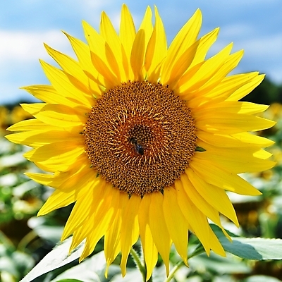 포토 JPG 해외이미지 주간 해바라기 풍경 근접촬영 사람없음 야외 아웃포커스 여름 해외포토 자연요소 계절 꽃 뷰포인트 촬영기법 파일형식 이미지허브