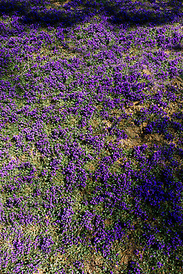 포토 JPG 해외이미지 식물 디자인 계절 공원 꽃잎 꽃 행복 줄기 꽃다발 여행 백그라운드 꽃무늬 밭 자연 추상 사랑 사람없음 장식 초록색 컬러풀 뷰티 환경 봄 낭만 성장 벚꽃 신선 4월 다발 배열 허브 유기농 원예 생물학 강렬 해외포토 웰빙 공공시설 교육 감정 컬러 컨셉 무늬 농업 취미 날짜 생태계 파일형식 이미지허브