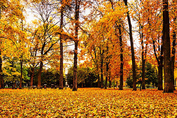 포토 JPG 해외이미지 주간 공원 단풍 낙엽 단풍나무 사람없음 야외 주황색 해외포토 자연요소 나무 공공시설 컬러 잎 파일형식 이미지허브