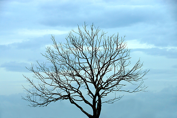포토 JPG 해외이미지 나무 실루엣 백그라운드 자연 하늘 아침 함께함 그림자 사람없음 여름 햇빛 태양 검은색 죽음 뜨거움 애도 혼자 해외포토 주간 자연요소 식물 계절 컬러 컨셉 촬영기법 생태계 파일형식 이미지허브