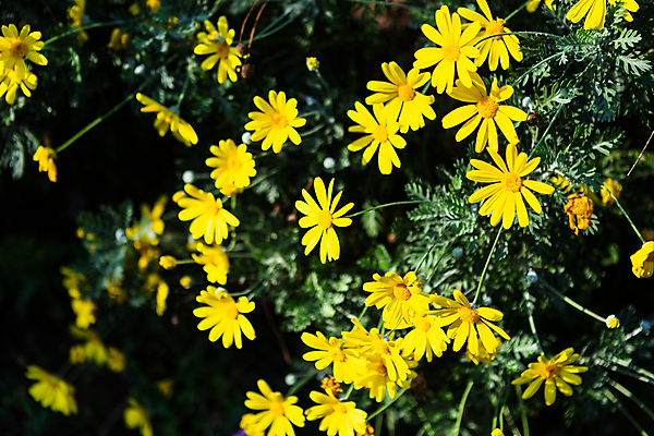 포토 JPG 해외이미지 식물 계절 꽃잎 꽃 별 백그라운드 잎 꽃무늬 밭 자연 벽지 사람없음 야외 초록색 컬러풀 뷰티 노란색 환경 정원 봄 벚꽃 시골 신선 개화 황금 데이지 내추럴 싱가폴 해외포토 자연요소 아시아 컬러 무늬 농업 생태계 파일형식 이미지허브