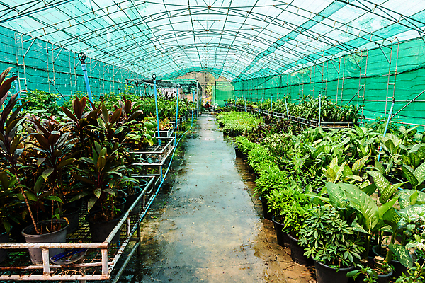 포토 JPG 해외이미지 식물 꽃 산업 문화 잎 농업 비즈니스 자연 유리 선반 실내 건강 사람없음 건물 초록색 여름 컬러풀 농장 바구니 환경 상점 정원 놀이방 성장 신선 센터 유기농 원예 묘목 밭일 심기 온실 줄서기 그리너리 해외포토 나무 건축물 웰빙 계절 컬러 가구 모션 재질 취미 내부 생태계 파일형식 트랜드컬러 이미지허브