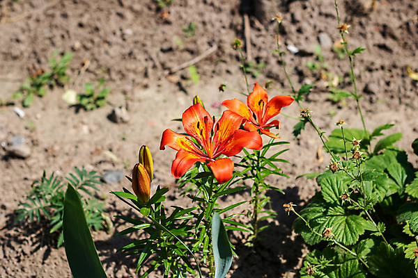 포토 JPG 해외이미지 식물 계절 공원 꽃잎 꽃 백그라운드 잎 꽃무늬 사람없음 야외 빨간색 초록색 컬러풀 햇빛 정원 봄 벚꽃 나뭇가지 신선 닫기 묘사 향기 내추럴 작약 해외포토 나무 공공시설 컬러 무늬 모션 태양 냄새 파일형식 이미지허브