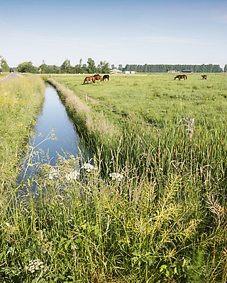 포토 JPG 해외이미지 나무 동물 공원 유럽 밭 농업 포유류 자연 하늘 종류 사람없음 야외 초록색 파란색 농장 갈색 머리 봄 시골 네덜란드 지역 갈기 내추럴 해외포토 식물 계절 공공시설 나라 산업 컬러 신체부위 생태계 파일형식 이미지허브