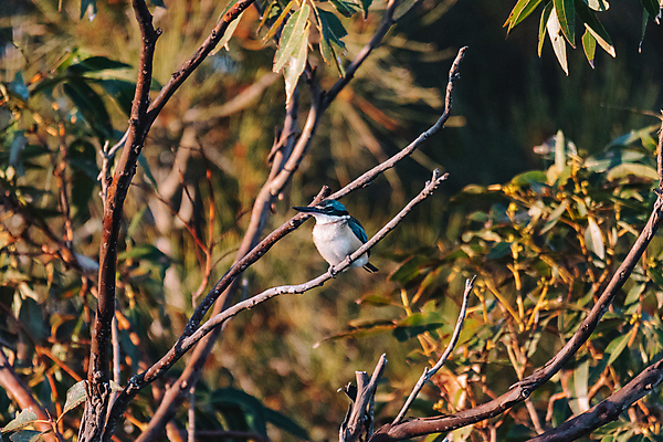 포토 JPG 해외이미지 나무 동물 야생동물 백그라운드 자연 조류 하늘 앉기 사람없음 초록색 파란색 빛 컬러풀 우주 검은색 어둠 흰색 나뭇가지 호주 깃털 신성 서식지 내추럴 물총새 터키석 해외포토 식물 컬러 모션 오세아니아 보석 생태계 파일형식 이미지허브
