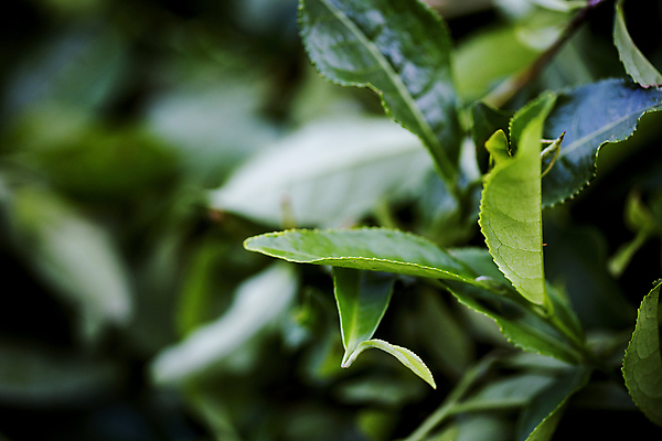 포토 JPG 해외이미지 지붕 굴뚝 사람없음 안개 숲 난로 삼림지대 해외포토 날씨 난방기 파일형식 이미지허브