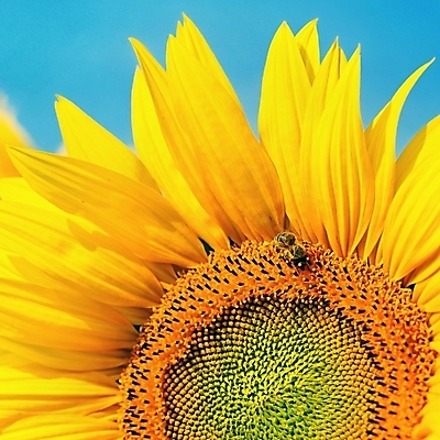 포토 JPG 해외이미지 주간 한마리 하늘 해바라기 근접촬영 사람없음 야외 해외포토 자연요소 1 꽃 뷰포인트 파일형식 이미지허브