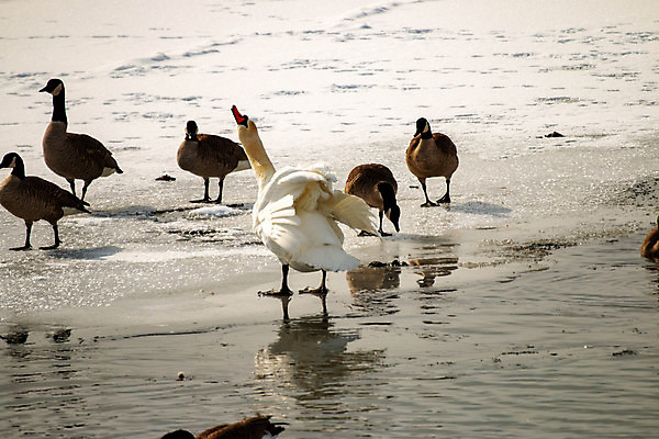 포토 JPG 해외이미지 동물 유럽 호수 야생동물 백그라운드 겨울 자연 조류 풍경 사람없음 야외 물 파란색 빛 강 태양 뷰티 반사 평화 얼음 수영 침묵 봄 추위 흰색 연못 우아함 깃털 부리 백조 목 물새 내추럴 벙어리 해외포토 자연요소 계절 나라 컬러 컨셉 신체부위 소리 수상스포츠 생태계 파일형식 이미지허브