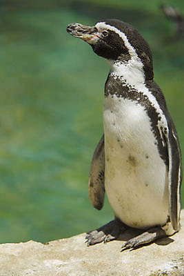 포토 JPG 해외이미지 동물 응시 행복 야생동물 바다 날개 건축양식 자연 조류 동물원 서기 사람없음 야외 건물 세로 물 뷰티 머리 검은색 흰색 남아메리카 대륙 이국적 페루 해외포토 자연요소 건축물 시선 건축 감정 컬러 모션 아메리카 신체부위 생태계 파일형식 이미지허브