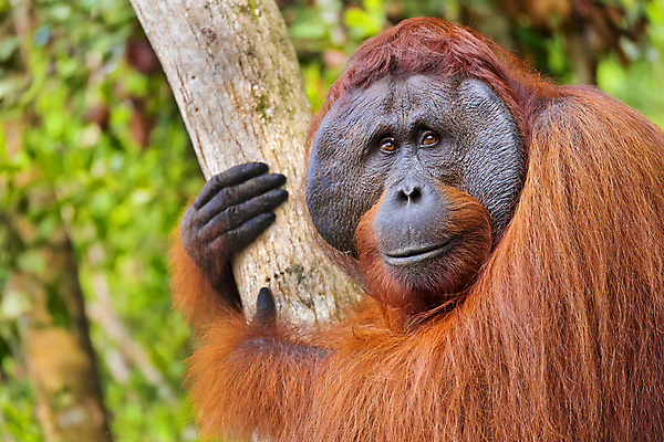 포토 JPG 해외이미지 동물 얼굴 야생동물 여행 포유류 자연 국립공원 사람없음 야외 뷰티 머리 환경 다양 원숭이 보호 숲 열대우림 환경보전 생태계 생물학 인도네시아 서식지 유인원 동물상 보호구역 생태학 해외포토 공원 교육 아시아 다수 컨셉 신체부위 조형물 사회이슈 구역 파일형식 이미지허브