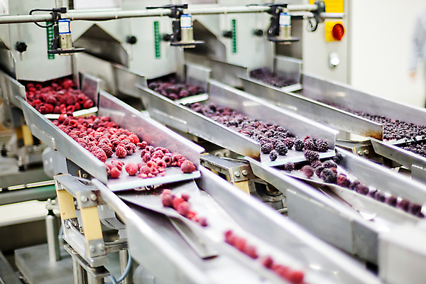 포토 JPG 해외이미지 공장 사람없음 냉동 기계 제조 산딸기 일렬 분류 식품공장 냉동식품 해외포토 음식 과일 공업 파일형식 이미지허브