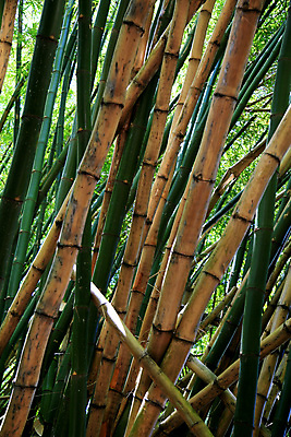 포토 JPG 해외이미지 나무 식물 공원 문화 도로 벽 여행 잎 교통시설 자연 휴가 거리 동양인 사람없음 목재 장식 초록색 농장 여행객 환경 성장 터널 공항 숲 열대우림 대나무 내추럴 생태학 열대기후 파라다이스 브라질사람 해외포토 공공시설 교육 길 컬러 교통 농업 재료 사람 인종 시설 생태계 파일형식 이미지허브