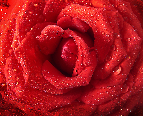 포토 JPG 해외이미지 식물 기념일 꽃잎 꽃 백그라운드 잎 꽃무늬 패턴 자연 휴가 기념 발렌타인데이 선물 사랑 사람없음 장식 빨간색 물 뷰티 장미 낭만 젖음 벚꽃 물방울 축하 신선 닫기 떨어짐 이슬 오브젝트 싱글 질감 부드러움 해외포토 자연요소 감정 컬러 컨셉 무늬 모션 데이이벤트 이벤트 감각 생태계 파일형식 이미지허브