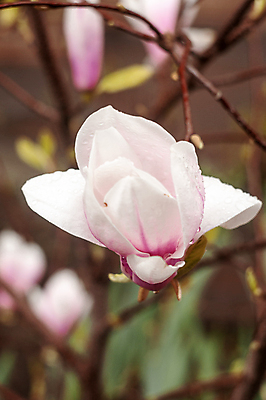 포토 JPG 해외이미지 주간 근접촬영 사람없음 야외 아웃포커스 봄 목련 해외포토 자연요소 계절 꽃 뷰포인트 촬영기법 파일형식 이미지허브