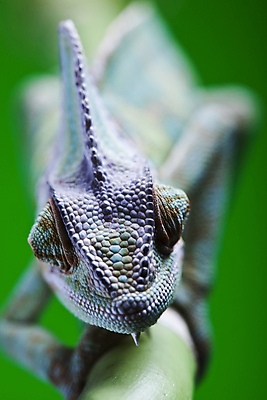 포토 JPG 해외이미지 동물 응시 여자 백그라운드 십자가 파충류 자연 양서류 사람없음 초록색 반려동물 머리 흰색 용 아기 관찰 닫기 작음 자르기 묘사 오르기 도마뱀 이국적 카멜레온 못생김 차단 해외포토 시선 컬러 모션 사람 신체부위 크기 생태계 파일형식 이미지허브