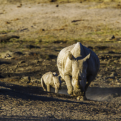 포토 JPG 해외이미지 동물 여자 야생동물 새끼 포유류 아프리카 자연 엄마 국립공원 사람없음 보호 사파리 정사각형 코뿔소 남아프리카 보호구역 해외포토 도형 공원 나라 컨셉 가족 사람 생태계 구역 파일형식 이미지허브