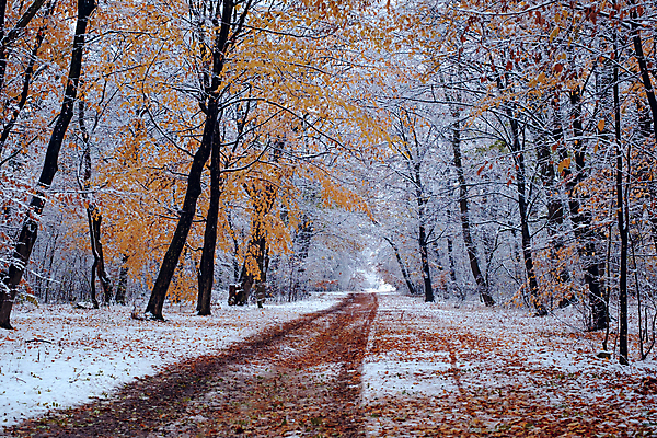 포토 JPG 해외이미지 나무 길 단풍 낙엽 겨울 자연 사람없음 야외 눈 가로수 해외포토 자연요소 식물 계절 잎 날씨 생태계 파일형식 이미지허브