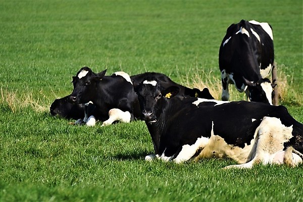 포토 JPG 해외이미지 동물 백그라운드 자연 불꽃 뿔 초원 사람없음 야외 태양 농장 머리 꼬리표 맑음 시골 점 소 군중 큼 코 해외포토 자연요소 농업 포유류 불 날씨 사람 신체부위 라벨 크기 생태계 파일형식 이미지허브
