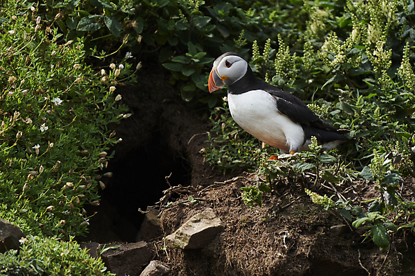포토 JPG 해외이미지 동물 계절 지구 야생동물 바다 섬 날개 오렌지 자연 조류 웨일즈 사람없음 빨간색 파란색 컬러풀 노란색 검은색 흰색 구멍 둥지 땅 깃털 부리 지하 멸종 대서양 계산서 내추럴 동물상 왕국 펨브룩셔 해외포토 컬러 과일 영국 조형물 생태계 파일형식 이미지허브