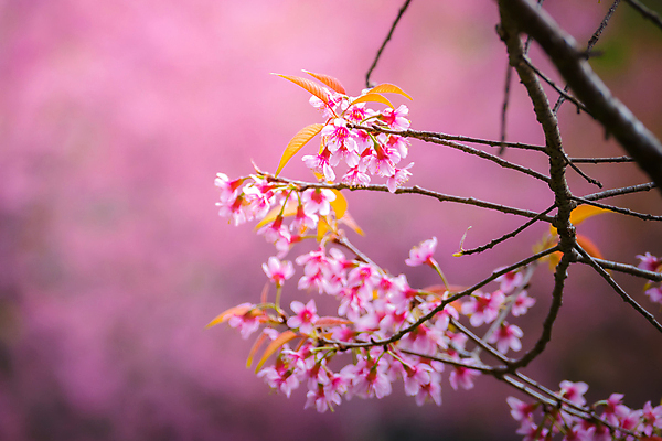 포토 JPG 해외이미지 나무 식물 계절 공원 꽃잎 꽃 도로 분홍색 여행 겨울 태국 자연 하늘 발렌타인데이 사랑 경사 사람없음 야외 목재 장식 파란색 컬러풀 정원 일본 봄 낭만 벚꽃 사찰 개화 체리 아치 장면 방법 해외포토 공공시설 감정 아시아 길 컬러 컨셉 과일 재료 종교건축 교통시설 데이이벤트 생태계 파일형식 이미지허브