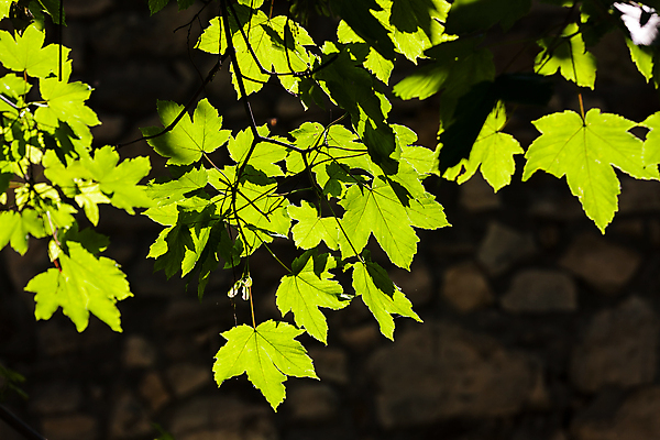 포토 JPG 해외이미지 나무 식물 계절 공원 백그라운드 잎 패턴 밭 자연 하늘 사람없음 야외 목재 초록색 빛 컬러풀 햇빛 평화 환경 정원 맑음 침묵 봄 활발 성장 나뭇가지 신선 숲 에코 유기농 질감 상승 장면 내추럴 생태학 해외포토 웰빙 공공시설 교육 컬러 컨셉 무늬 농업 재료 날씨 태양 소리 생태계 파일형식 이미지허브
