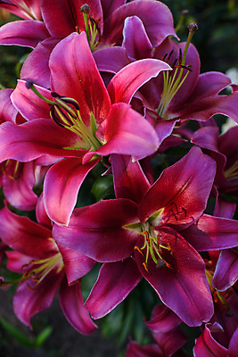 포토 JPG 해외이미지 식물 계절 공원 꽃잎 꽃 분홍색 잎 꽃무늬 자연 휴식 친절 종류 사람없음 야외 초록색 여름 컬러풀 정원 여러개 봄 낭만 성장 벚꽃 꽃술 개화 우아함 백합 원예 화단 잡종 내추럴 꽃수술 진실 그리너리 해외포토 공공시설 컬러 다수 컨셉 무늬 취미 생태계 파일형식 트랜드컬러 이미지허브