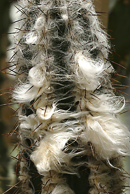 포토 JPG 해외이미지 식물 수염 선인장 사람없음 가시 보호 옛날 해외포토 컨셉 파일형식 이미지허브