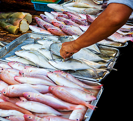 포토 JPG 해외이미지 동물 음식 바다 백그라운드 재료 자연 낚시 건강 육류 어류 요리 사람없음 빨간색 물 파란색 판매 세일 쌓기 상점 냉동 식사 저녁식사 추위 지성 흰색 신선 잡기 시장 은색 상품 해산물 준비 날것 지역 단백질 소금물 해외포토 자연요소 컬러 식재료 모션 레저 수중동물 생태계 영양소 파일형식 이미지허브