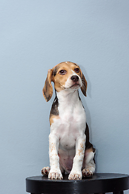 포토 JPG 해외이미지 동물 응시 공원 행복 백그라운드 포유류 자연 놀이 주택 털 사랑 성인 사람없음 야외 친구 반려동물 갈색 귀여움 봄 우정 흰색 개 달콤 강아지 작음 혀 흰배경 사냥개 비글 슛 몸단장 송곳니 거짓말 고립 기르기 유래 해외포토 시선 계절 공공시설 감정 컬러 컨셉 관계 사람 건물 입 맛 치아 크기 생태계 돌봄 파일형식 이미지허브