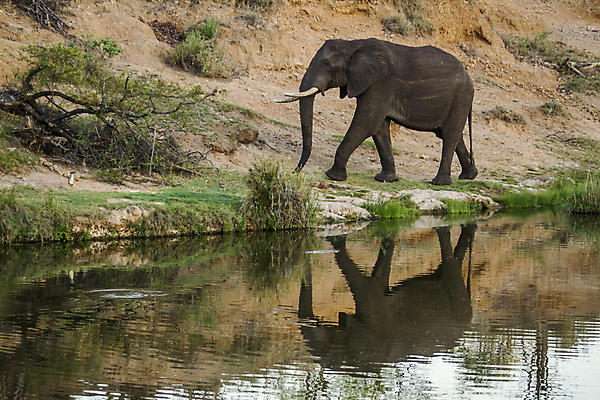 포토 JPG 해외이미지 동물 야생동물 포유류 아프리카 자연 코끼리 국립공원 사람없음 옆모습 가로 반사 보호 강가 사파리 남아프리카 보호구역 해외포토 공원 나라 뷰포인트 컨셉 강 생태계 구역 파일형식 이미지허브