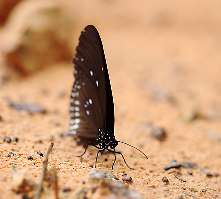 포토 JPG 해외이미지 동물 야생동물 나비 곤충 백그라운드 잎 날개 자연 벽지 사람없음 빨간색 초록색 파란색 컬러풀 뷰티 갈색 환경 검은색 흙 놀람 바위 흰색 닫기 벌레 숲 인도인 생물학 점토 까마귀 내추럴 핵심 해외포토 외국인 식물 교육 감정 컬러 모션 조류 표정 동양인 돌_바위 생태계 파일형식 이미지허브