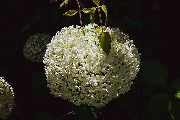 포토 JPG 해외이미지 식물 계절 꽃잎 꽃 백그라운드 잎 꽃무늬 자연 사람없음 야외 초록색 파란색 빛 컬러풀 뷰티 머리 환경 정원 봄 성장 벚꽃 흰색 신선 개화 닫기 이슬 큼 관목 수국 생태학 해외포토 나무 교육 컬러 무늬 모션 신체부위 크기 생태계 파일형식 이미지허브