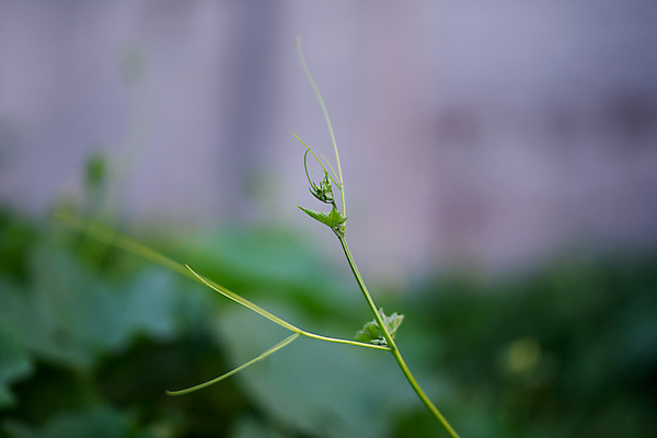 포토 JPG 해외이미지 식물 계절 꽃 음식 줄기 곤충 백그라운드 잎 밭 농업 채소 자연 호박 건강 사람없음 야외 초록색 여름 농장 환경 정원 봄 수확 성장 벚꽃 나뭇가지 신선 허브 명상 유기농 원예 내추럴 채소밭 밭일 채식주의자 세련 해외포토 나무 동물 웰빙 산업 컬러 취미 생태계 채식 파일형식 이미지허브