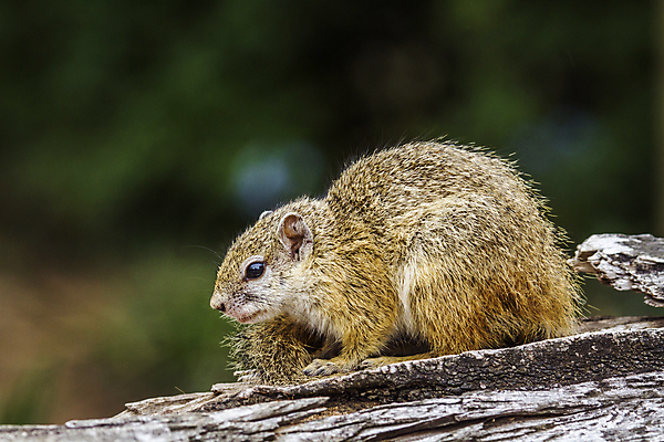 포토 JPG 해외이미지 동물 야생동물 포유류 아프리카 자연 국립공원 사람없음 보호 사파리 다람쥐 남아프리카 보호구역 해외포토 공원 나라 컨셉 설치류 생태계 구역 파일형식 이미지허브