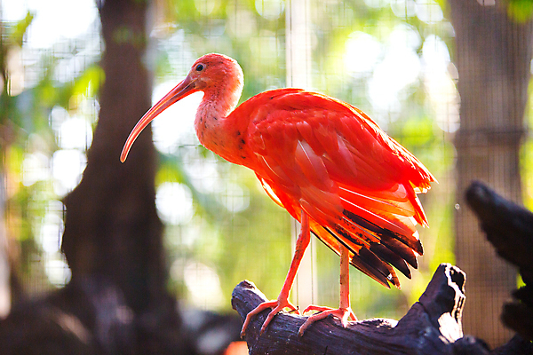 포토 JPG 해외이미지 나무 동물 1 야생동물 여행 백그라운드 신체 오렌지 자연 조류 하늘 사람 사람없음 야외 빨간색 초록색 물 뷰티 환경 미국 어둠 활발 그룹 황무지 수집 깃털 부리 진홍색 남쪽 내추럴 강렬 해외포토 자연요소 식물 컬러 컨셉 북아메리카 과일 방향 생태계 파일형식 이미지허브