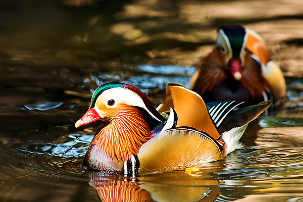 포토 JPG 해외이미지 동물 공원 남자 호수 야생동물 백그라운드 날개 오렌지 자연 조류 오리 동물원 서기 사람없음 옆모습 초록색 물 여름 파란색 강 컬러풀 세계 뷰티 반사 갈색 수영 활발 거울 젖음 흰색 연못 깃털 부리 내추럴 고립 이국적 해외포토 자연요소 계절 공공시설 뷰포인트 컬러 컨셉 과일 모션 사람 수상스포츠 생태계 파일형식 이미지허브