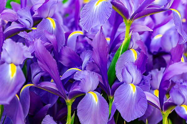 포토 JPG 해외이미지 식물 꽃잎 꽃 줄기 분홍색 꽃다발 백그라운드 잎 꽃무늬 자연 사람없음 빨간색 세로 초록색 뷰티 머리 우주 정원 보라색 검은색 봄 활발 성장 벚꽃 흰색 신선 개화 닫기 오브젝트 싱글 슛 고립 꽃수술 해외포토 계절 컬러 컨셉 무늬 모션 신체부위 생태계 파일형식 이미지허브