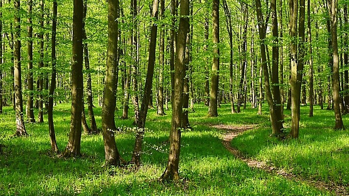 포토 JPG 해외이미지 나무 식물 동물 계절 공원 여행 백그라운드 잎 꽃무늬 밭 자연 아침 휴식 산 건강 사람없음 야외 목재 빨간색 초록색 빛 햇빛 태양 노란색 평화 환경 버섯 침묵 봄 안개 시골 소나무 숲 큼 명상 장면 내추럴 생태학 해외포토 주간 자연요소 공공시설 교육 꽃 컬러 컨셉 무늬 농업 재료 날씨 소리 크기 생태계 파일형식 이미지허브