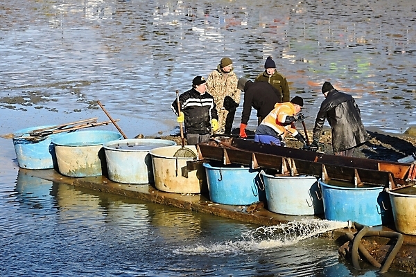 포토 JPG 해외이미지 동물 직업 전통 계절 유럽 호수 음식 백그라운드 크리스마스 자연 낚시 새우 건강 어류 어업 사람 사람없음 야외 물 농장 수확 흰색 연못 신선 잡기 업무 그물 보트 저녁 큼 사냥 날것 낚시꾼 체코 어장 잉어 공화국 밭일 보헤미아 수경재배 해외포토 자연요소 기념일 나라 산업 컬러 농업 배_교통 모션 레저 갑각류 수중동물 작업 야간 크기 생태계 파일형식 이미지허브