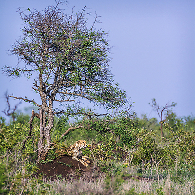 포토 JPG 해외이미지 나무 동물 야생동물 포유류 아프리카 자연 국립공원 사람없음 고양이 황무지 보호 사파리 정사각형 서식지 치타 남아프리카 보호구역 해외포토 멸종위기종 도형 식물 공원 나라 컨셉 반려동물 생태계 구역 파일형식 이미지허브
