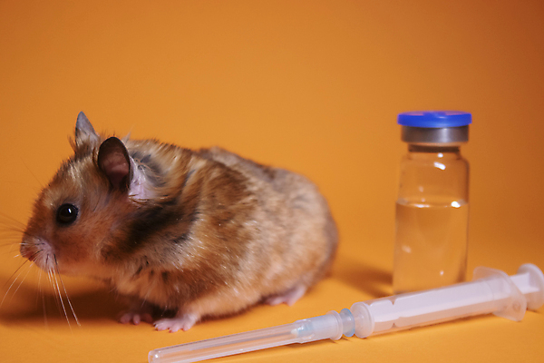 포토 JPG 해외이미지 백그라운드 주사기 사람없음 설치류 햄스터 주사약 주황색배경 해외포토 동물 의료기기 반려동물 약 주황색 파일형식 이미지허브