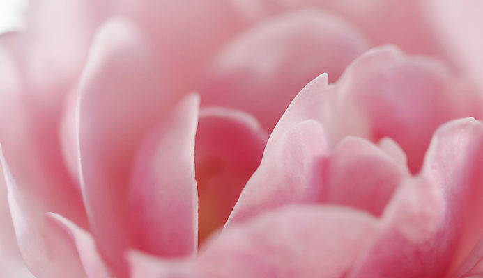 포토 JPG 해외이미지 꽃잎 분홍색 근접촬영 사람없음 장미 해외포토 꽃 뷰포인트 컬러 파일형식 이미지허브