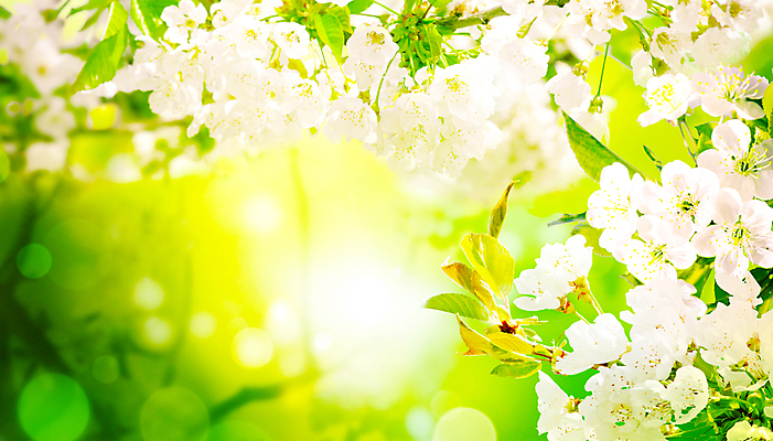 포토 JPG 해외이미지 나무 식물 계절 공원 꽃잎 꽃 백그라운드 잎 꽃무늬 자연 부활절 프레임 사람없음 초록색 빛 햇빛 태양 뷰티 정원 일본 맑음 봄 성장 벚꽃 나뭇가지 신선 개화 체리 4월 원예 보케 내추럴 국경 해외포토 자연요소 공공시설 기념일 아시아 컬러 무늬 과일 날씨 취미 날짜 생태계 파일형식 이미지허브