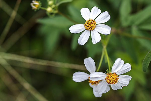 포토 JPG 해외이미지 식물 계절 꽃 백그라운드 잎 꽃무늬 패턴 밭 자연 아침 휴식 잔디 초원 사람없음 야외 초록색 여름 빛 뷰티 노란색 평화 정원 봄 수확 벚꽃 시골 신선 저녁 소프트포커스 작음 묘사 데이지 부드러움 내추럴 파스텔톤 해외포토 주간 컬러 컨셉 무늬 농업 촬영기법 감각 야간 크기 생태계 파일형식 이미지허브