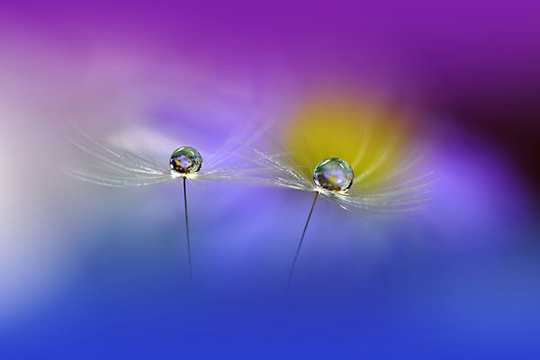 포토 JPG 해외이미지 식물 계절 꽃 실루엣 백그라운드 패턴 자연 벽지 추상 건조 사랑 미술 경사 초원 사람없음 옆모습 물 파란색 빛 뷰티 놀람 거품 낭만 물방울 신선 투명 이슬 민들레 제비꽃 묘사 만족 유기농 내추럴 특별함 많음 해외포토 자연요소 웰빙 감정 뷰포인트 컬러 컨셉 무늬 문화예술 촬영기법 표정 생태계 파일형식 이미지허브