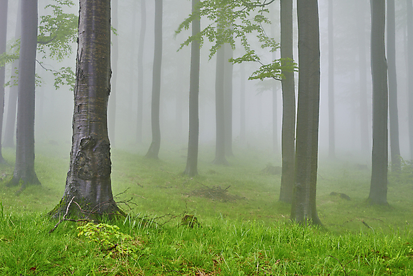 포토 JPG 해외이미지 나무 식물 계절 잎 자연 아침 날씨 사람없음 야외 가로 초록색 환경 침묵 봄 안개 시골 숲 장면 내추럴 뿌연 해외포토 주간 컬러 소리 생태계 파일형식 이미지허브