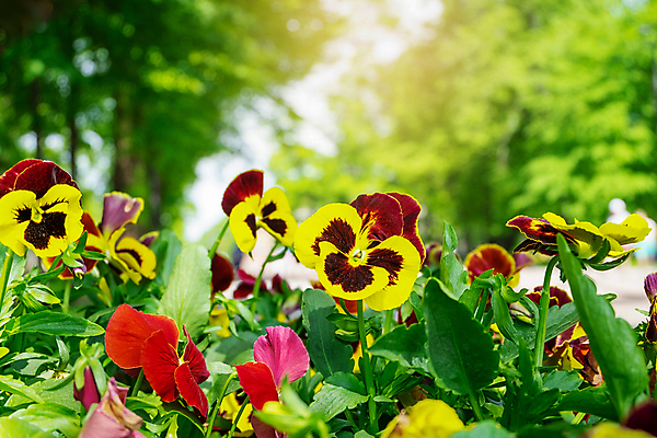 포토 JPG 해외이미지 식물 공원 꽃잎 꽃 줄기 백그라운드 잎 꽃무늬 자연 사람없음 아웃포커스 장식 가로 초록색 컬러풀 햇빛 뷰티 노란색 환경 정원 봄 성장 벚꽃 개화 닫기 소프트포커스 제비꽃 묘사 원예 화단 비올라 삼색 해외포토 계절 공공시설 컬러 무늬 모션 촬영기법 취미 태양 생태계 파일형식 찰현악기 이미지허브