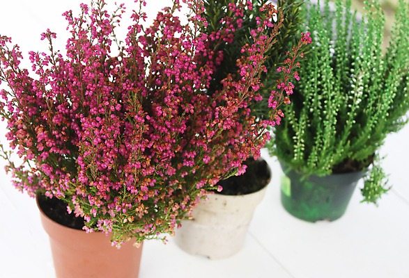 포토 JPG 해외이미지 나무 식물 직업 산업 크리스마스 겨울 꽃무늬 농업 자연 휴가 새로움 사람없음 장식 초록색 뷰티 세일 새싹 축제 흙 성장 축하 냄비 연도 물주기 원예 상록수 침엽수 전나무 노엘 돌봄 모종 온실 원예사 가문비나무 해외포토 계절 기념일 꽃 컬러 컨셉 무늬 모션 취미 솥 생태계 파일형식 이미지허브