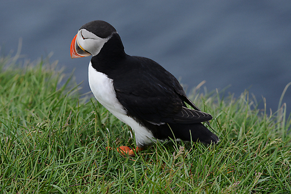 포토 JPG 해외이미지 주간 한마리 조류 사람없음 야외 퍼핀 해외포토 자연요소 동물 1 파일형식 이미지허브